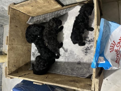 Siyah poodle köpeği