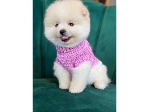 Orijinal pomeranian boo yavruları