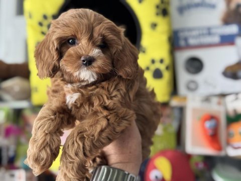 Petmode  köpek çiftliğinde ziyarete açık kore maltipoo
