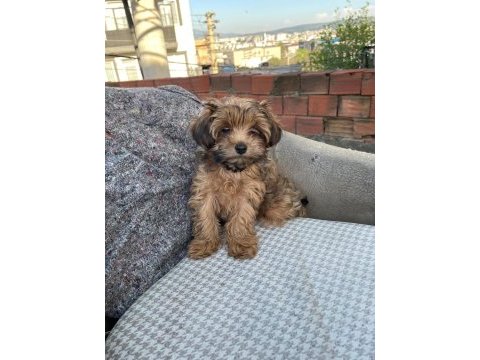 Erkek maltipoo yavrumuz