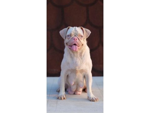 Egzotik dişi erkek pug