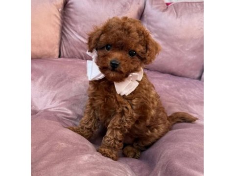 Kore toy poodle