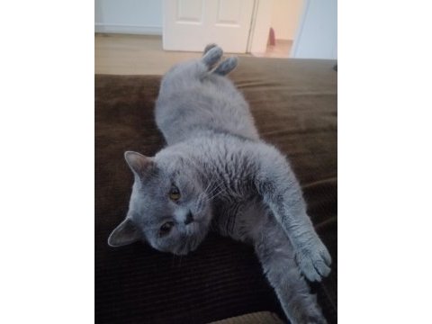 3 yaşındaki british shorthair oğluma yuva arıyorum