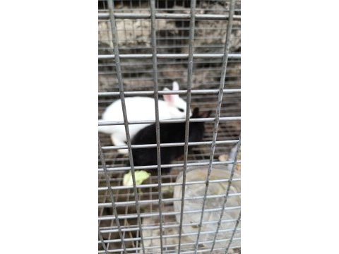 Bebek tavşanlar