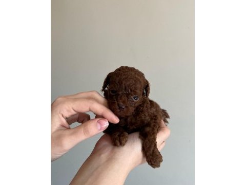 Kilo ve sağlık garantili poodle bebekler
