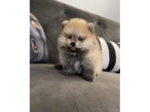 45 günlük erkek pomeranian boo