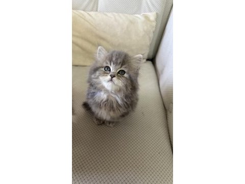 50 günlük british longhair