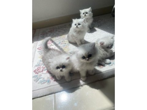 British longhair silver dişi kedimiz