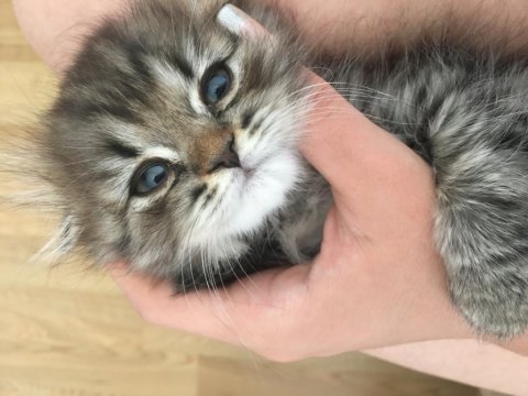 Scottish fold yavru