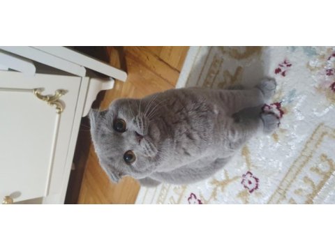 Yavru british shorthair kedimiz