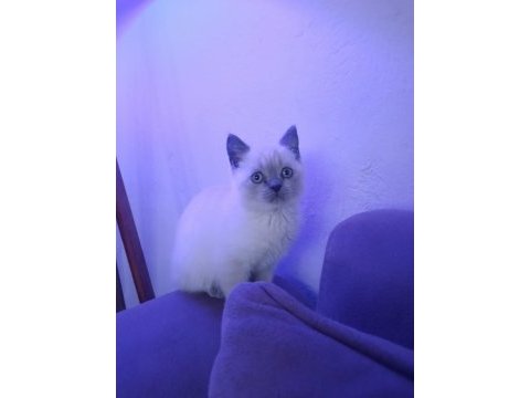 Evcil british longhair kedisi