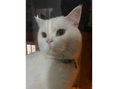 British shorthair 1 yaşında