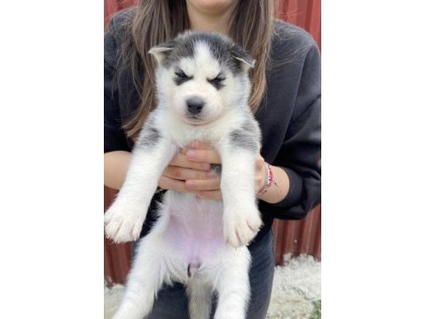 Orijinal sibirya kurdu husky bebekler