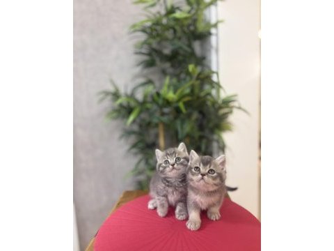 Ev ortamında büyüyen brıtısh shorthair yavrularım 