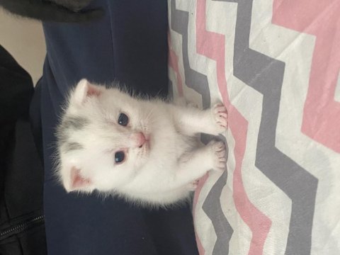 Acil satılık uygun fiyatlı scottish fold yavrular