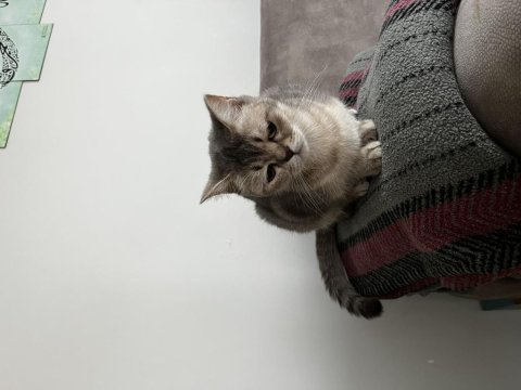British shorthair kedisi