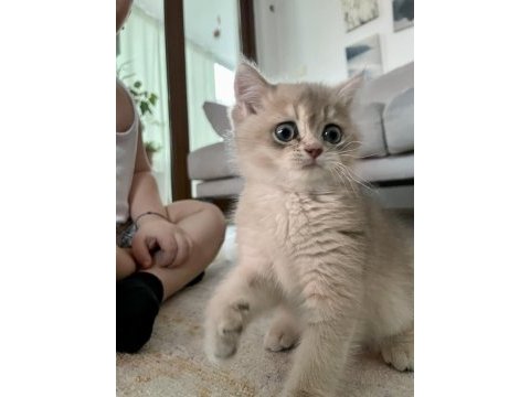 Çocuk dostu british shorthair boddik