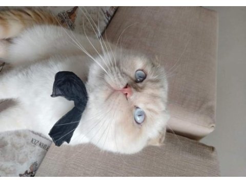 Scottish fold erkek çipli