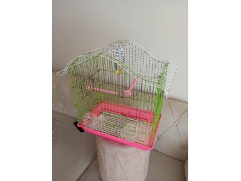 Uygun dişi muhabbet kuşu