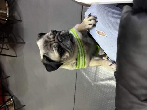 4 yaşında aşıları tam pug
