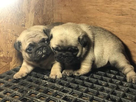 Üst segment pug mops yavrular