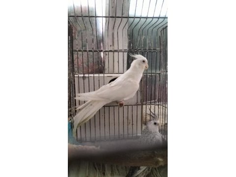 2 yaşında erkek sultan papağanı