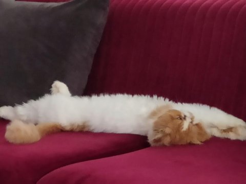 1 yaşında tatlış kedim
