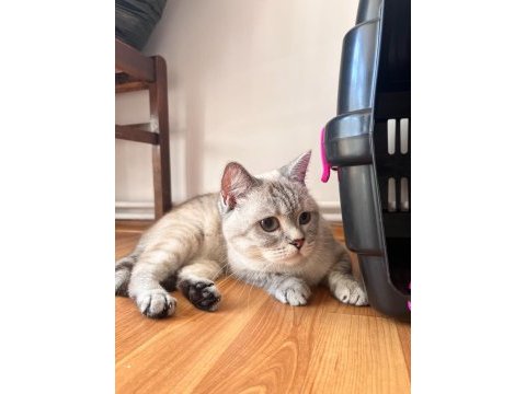 2 yaşında dişi british shorthair ev kedisi