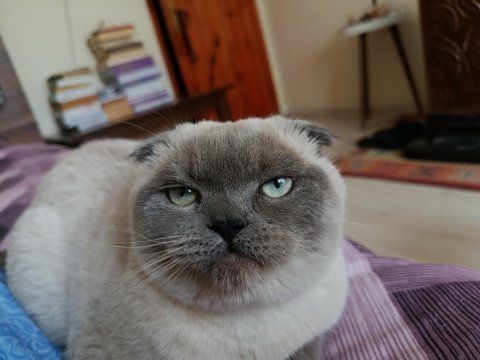 Çok uysal bakımlı temiz eğitimli güzel gözlü scottish fold