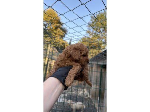 Red brown toy poodle