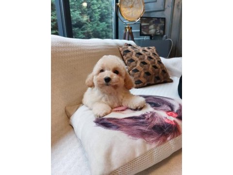 Akıllı ve tüy dökmeyen karakteriyle maltipoo yavrusu