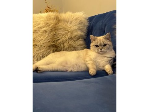 3 yaşında british shorthair