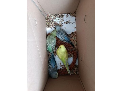 Yerli 1.5 aylık ev üretim kuşu erkek yavru kuşlar kaçmaz