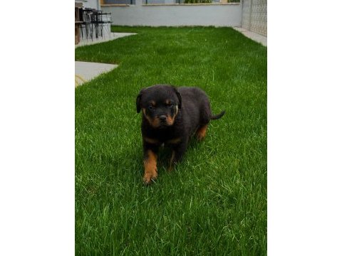 Yavru rottweiler köpeğim
