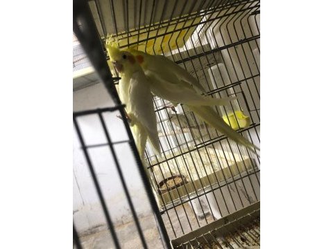 Çift sultan papağanı lutino