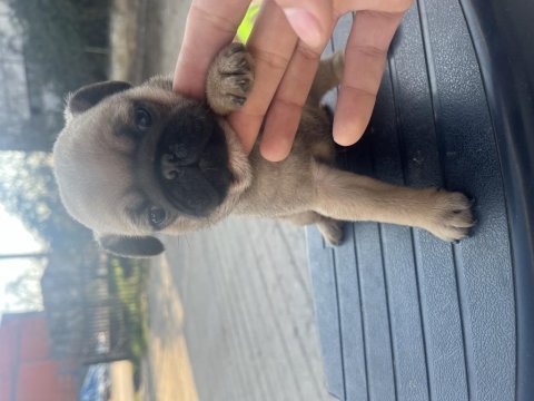 Safkan pug yavrularımız acil