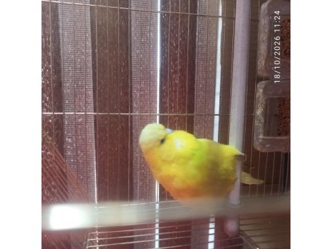 1 çift yavru alınmış eş muhabbet kuşu
