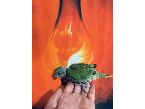 Bebek pakistan papağanı el besleme