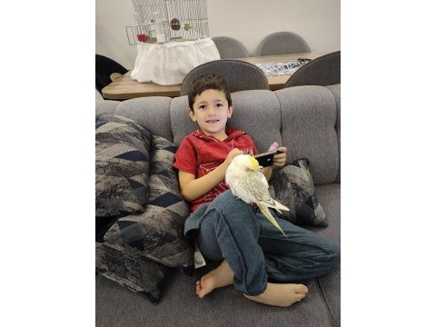 Tüm set eş sultan papağanı
