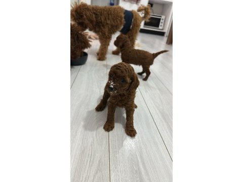 Toy poodle köpeği