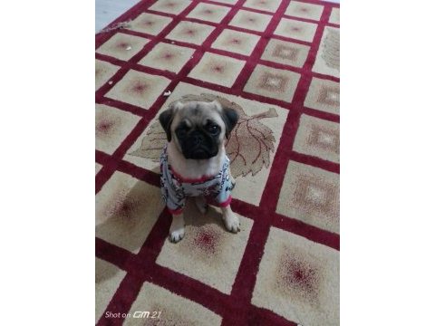 5 aylık pug yavrusu