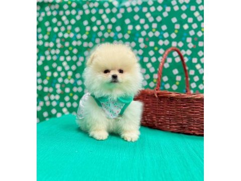 Safkan pomeranian boo bebekleri