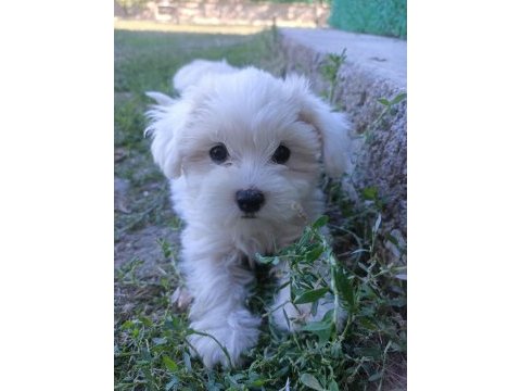 Orijinal maltese terrier yavrularımız