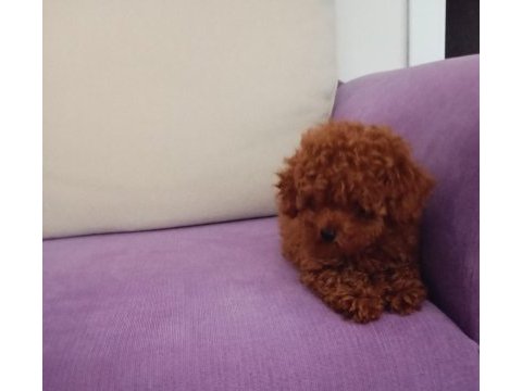Mini boy poodle yavrularımız ırk garantili teslim