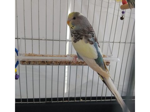 Renk güzeli dişi muhabbet kuşu
