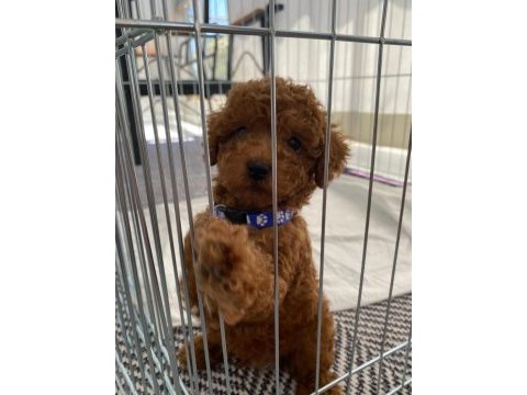 Orjinal sağlık garantili ev üretimi toy poodle