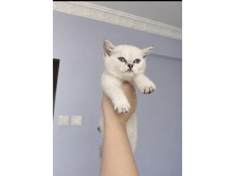 Minik scottish fold bebekler ilanda
