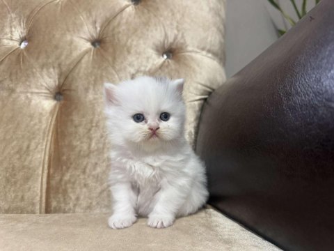 British shorthair kedimiz
