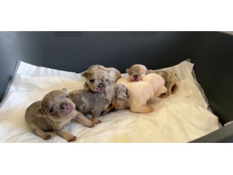 Rezervasyon hazır french bulldog yavrular