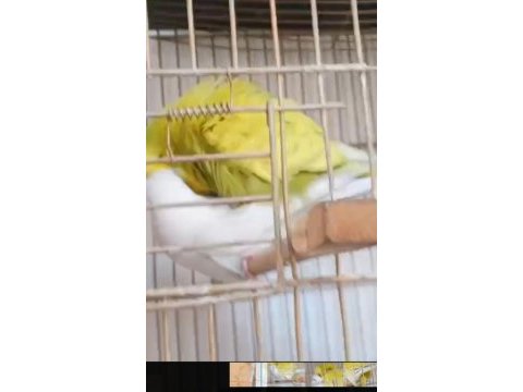 Altın gibi yavru yumurtlayan çift muhabbet kuşu